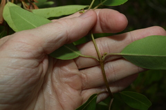 Gymnanthera oblonga