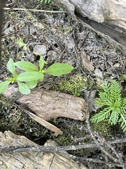 Ditaxis humilis