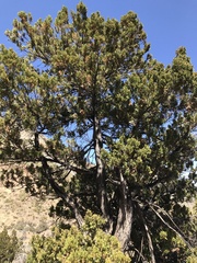 Austrocedrus chilensis