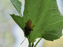 Nestinus bimaculatus
