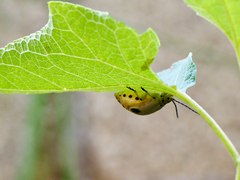 Nestinus bimaculatus