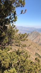 Austrocedrus chilensis