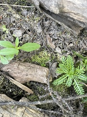 Ditaxis humilis