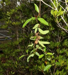 Gymnanthera oblonga
