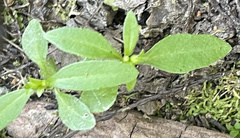 Ditaxis humilis