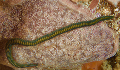Phyllodocida