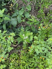 Heliotropium angiospermum