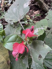 Malvaviscus arboreus