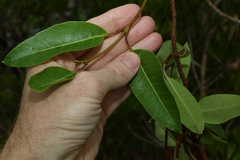 Gymnanthera oblonga