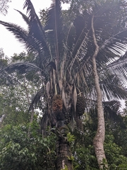 Cocoseae