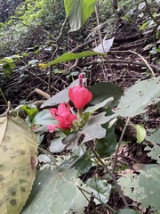 Malvaviscus arboreus