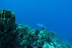 Sparisoma chrysopterum