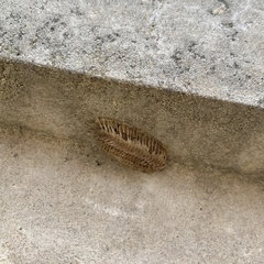 Stagmomantis carolina