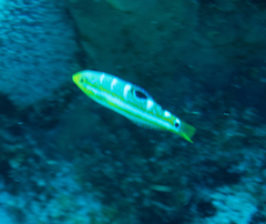 Halichoeres radiatus