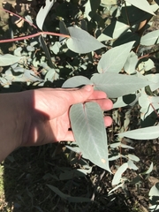 Eucalyptus dives