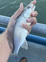 Sciaenops ocellatus