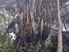 Cocoseae