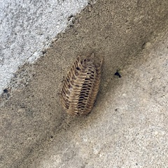 Stagmomantis carolina