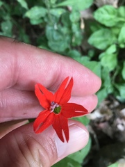 Silene rotundifolia