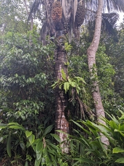Cocoseae