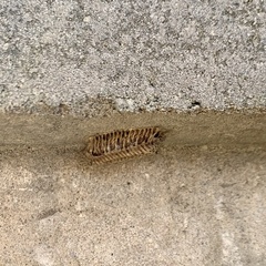 Stagmomantis carolina