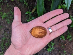 Cocoseae