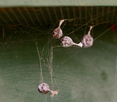 Mastophora cornigera