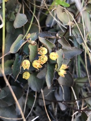 Diplolepis mucronata