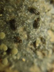 Lepidopsocidae