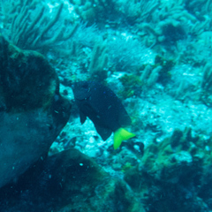 Microspathodon chrysurus