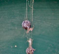Mastophora cornigera