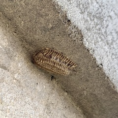 Stagmomantis carolina