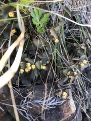 Diplolepis mucronata