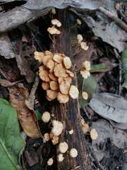 Panellus pusillus
