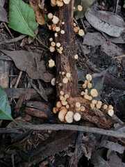 Panellus pusillus