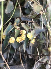 Diplolepis mucronata