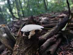 Panellus pusillus