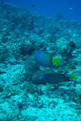 Holacanthus ciliaris