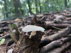 Panellus pusillus