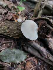 Panellus pusillus