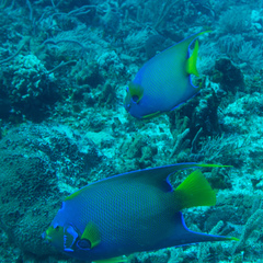 Holacanthus ciliaris