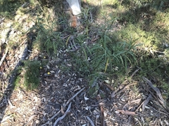 Solanum linearifolium