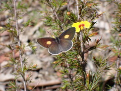 Candalides xanthospilos