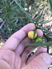 Solanum linearifolium