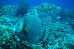 Pomacanthus arcuatus