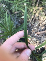 Solanum linearifolium