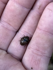 Orsilochides guttata