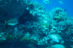 Haemulon carbonarium