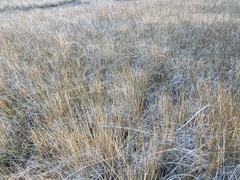Eleocharis rostellata