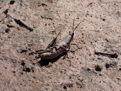 Monistria discrepans